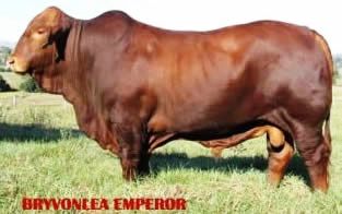 Bryvonlea Emperor